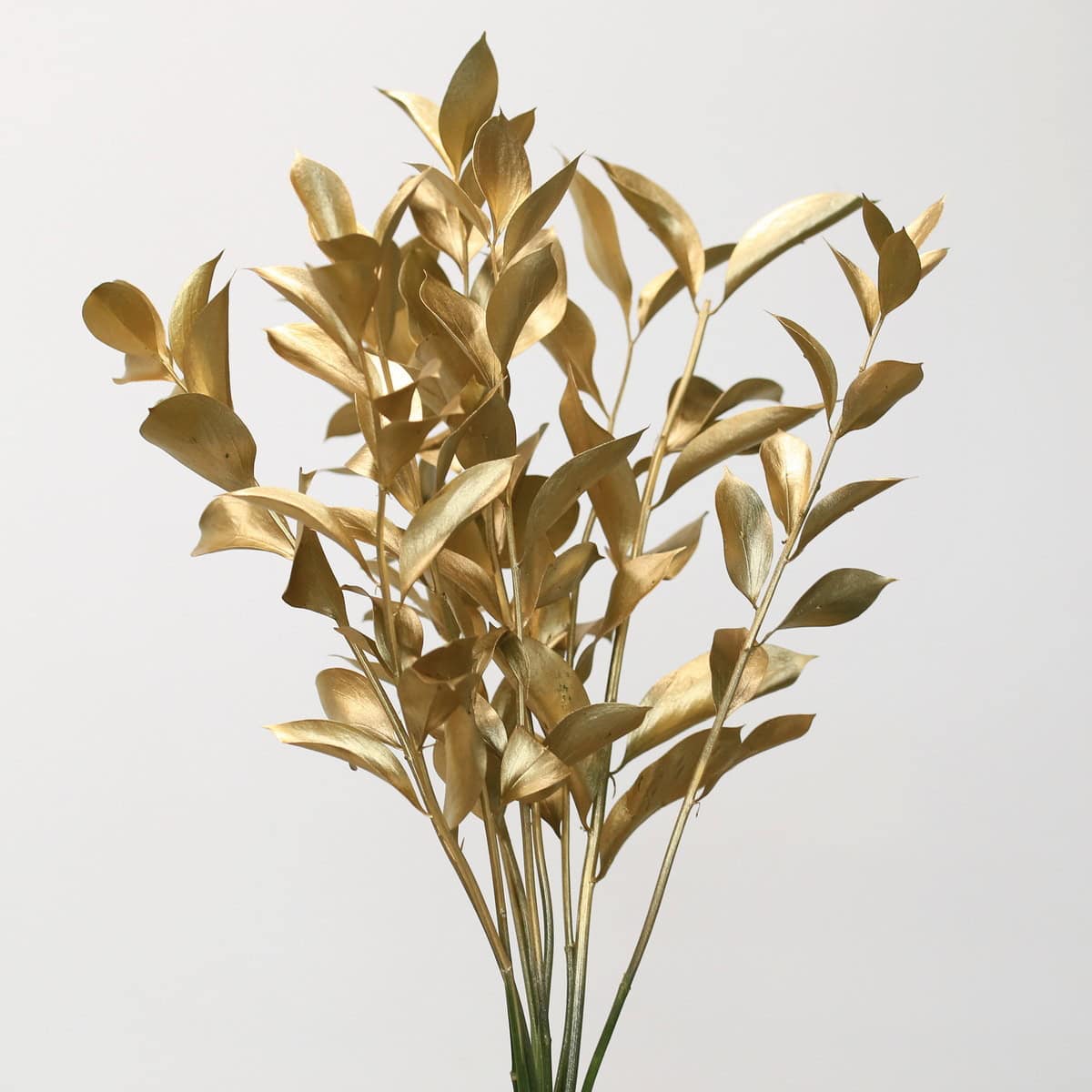 Gold tinted Israeli ruscus bunch bulk foliage for holiday and event floral design