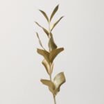 Gold Tinted Israeli Ruscus