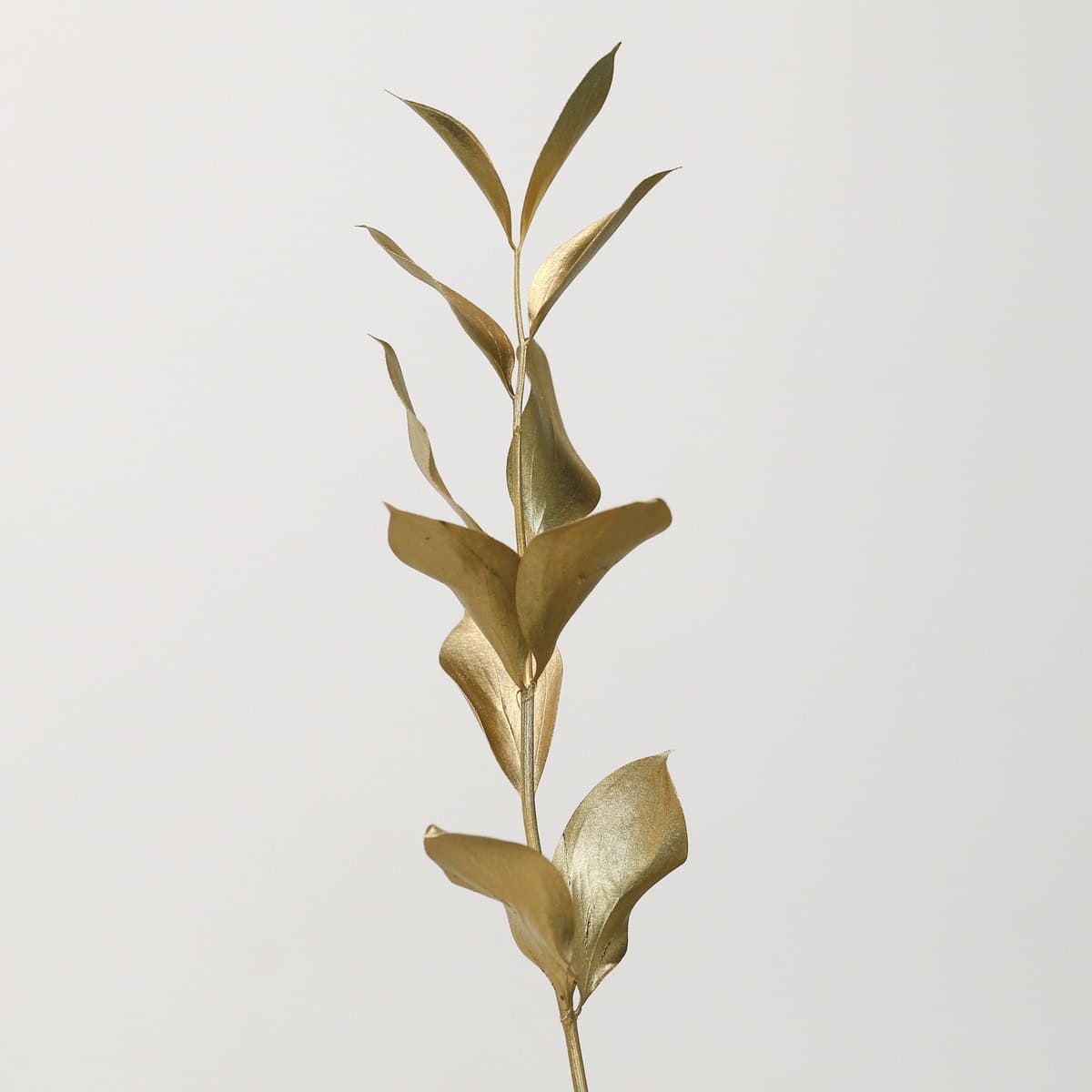 Gold Tinted Israeli Ruscus