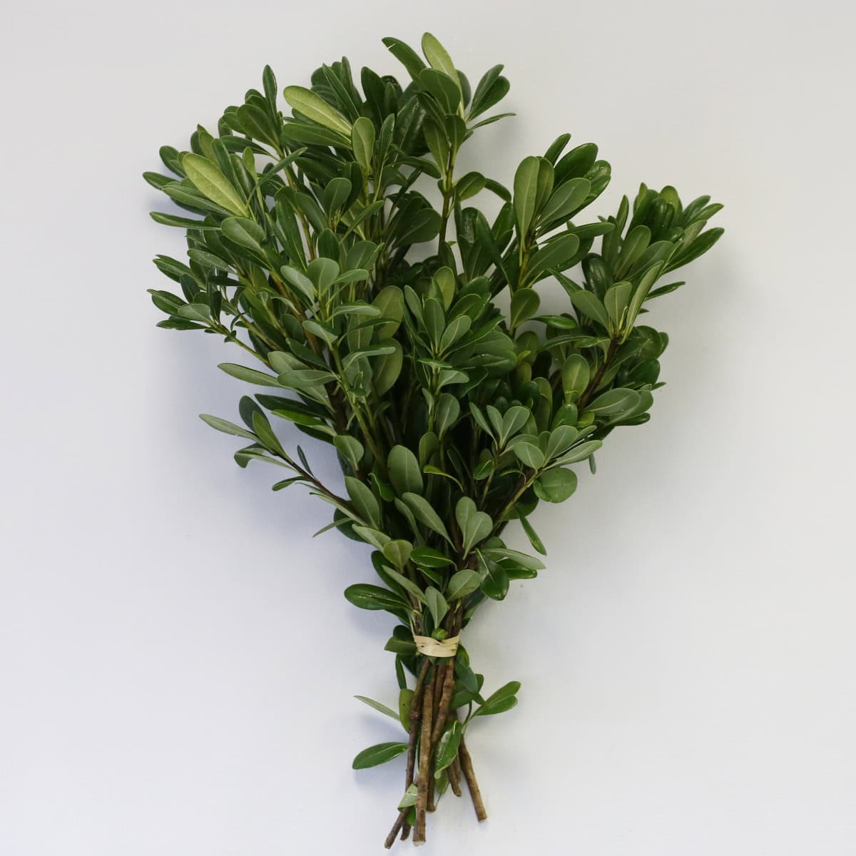 green pittosporum bunch glossy foliage