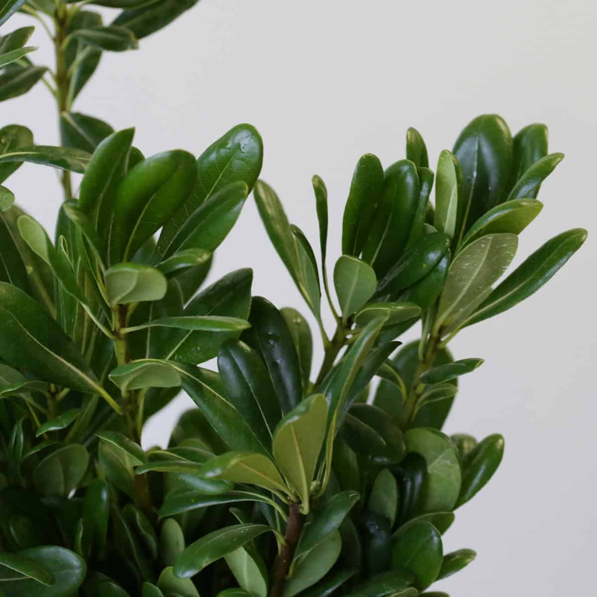 Green Pittosporum bunch