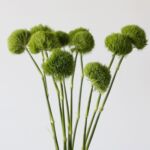 Green Trick Dianthus