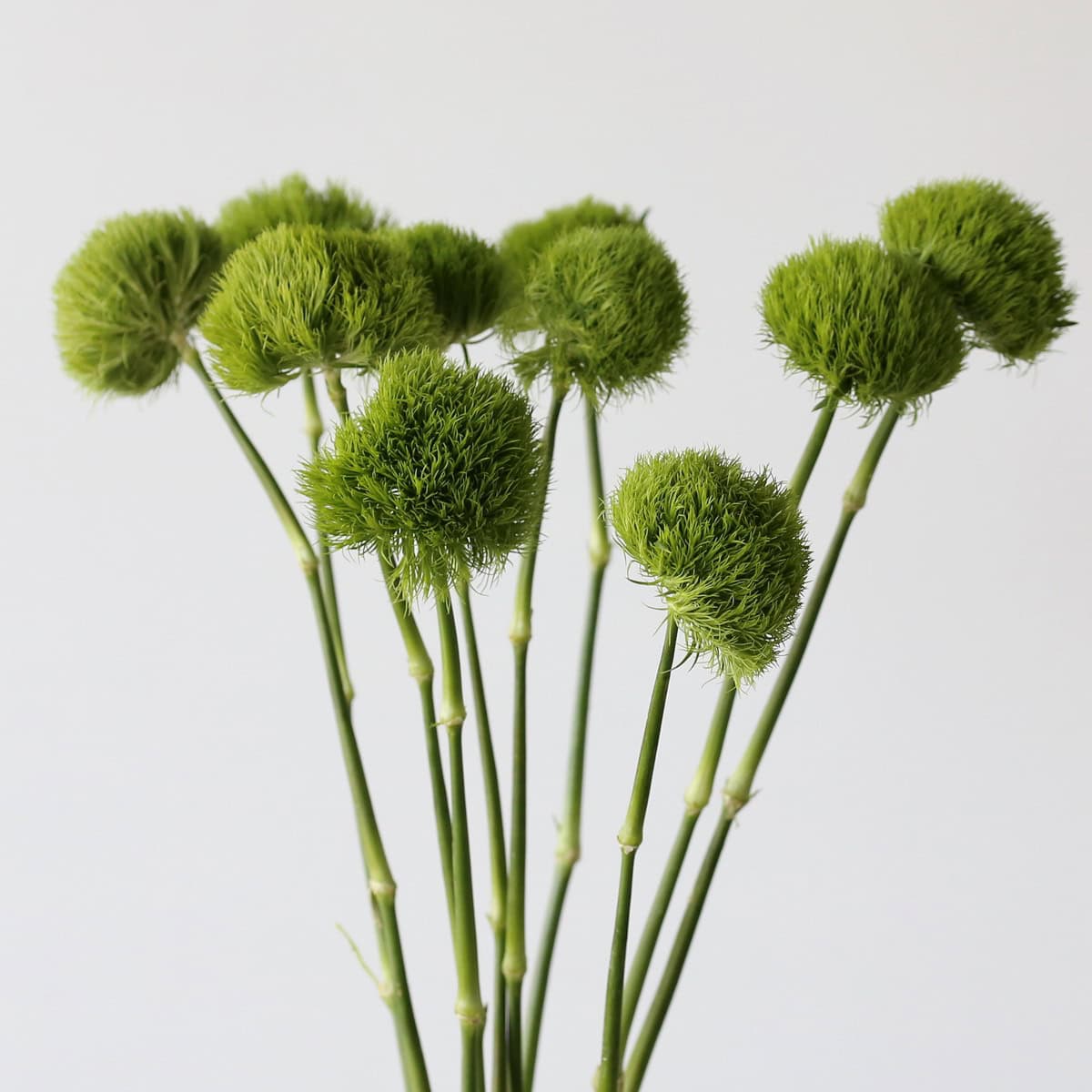 Green Trick dianthus bunch bulk flowers for weddings and centerpieces