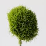 Green Trick Dianthus