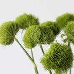 Green Trick Dianthus
