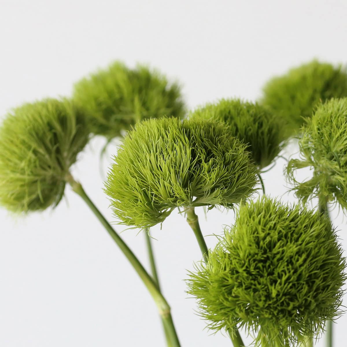 Green Trick Dianthus