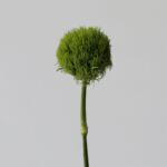 Green Trick Dianthus