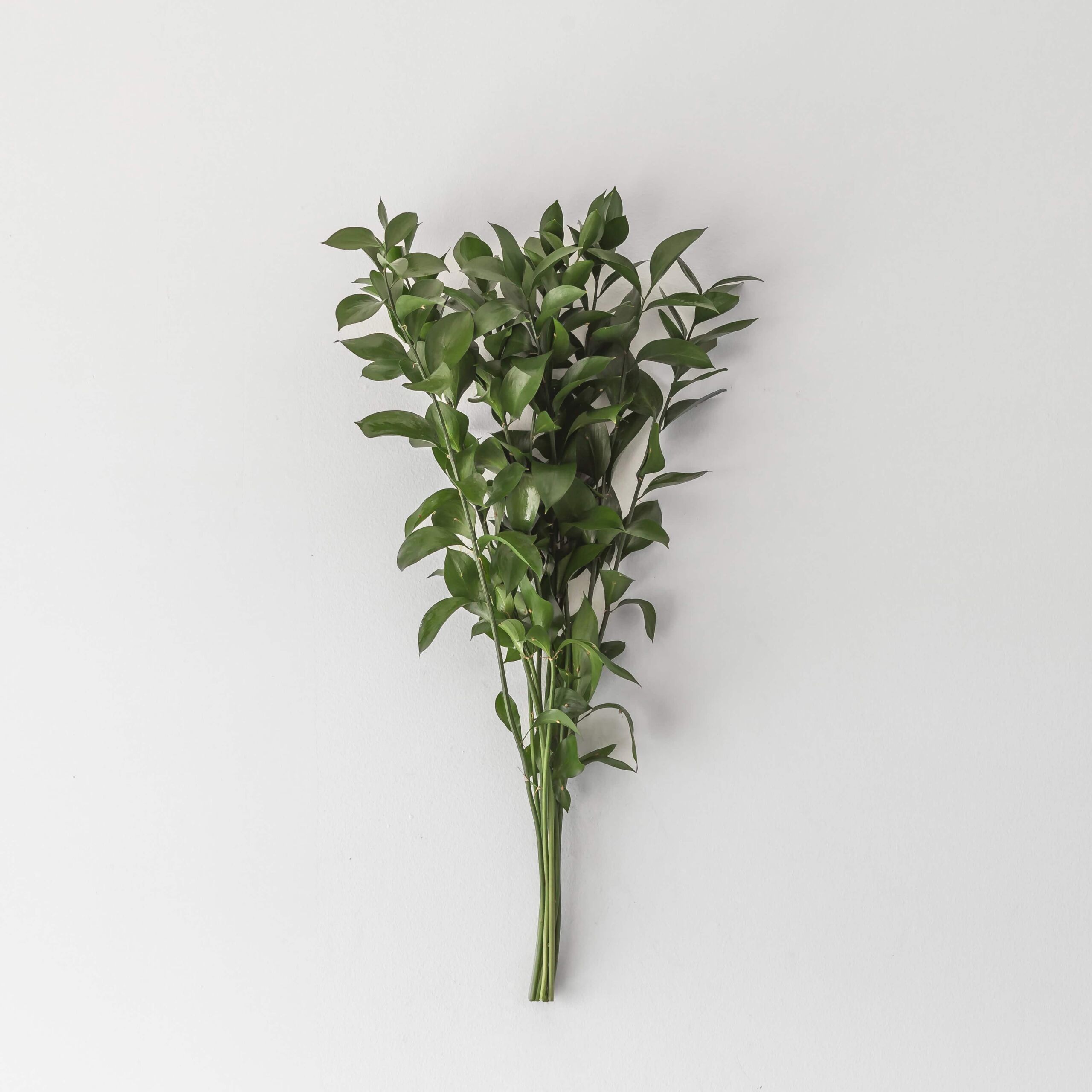 Israeli ruscus greenery bunch with glossy green leaves for floral arrangements