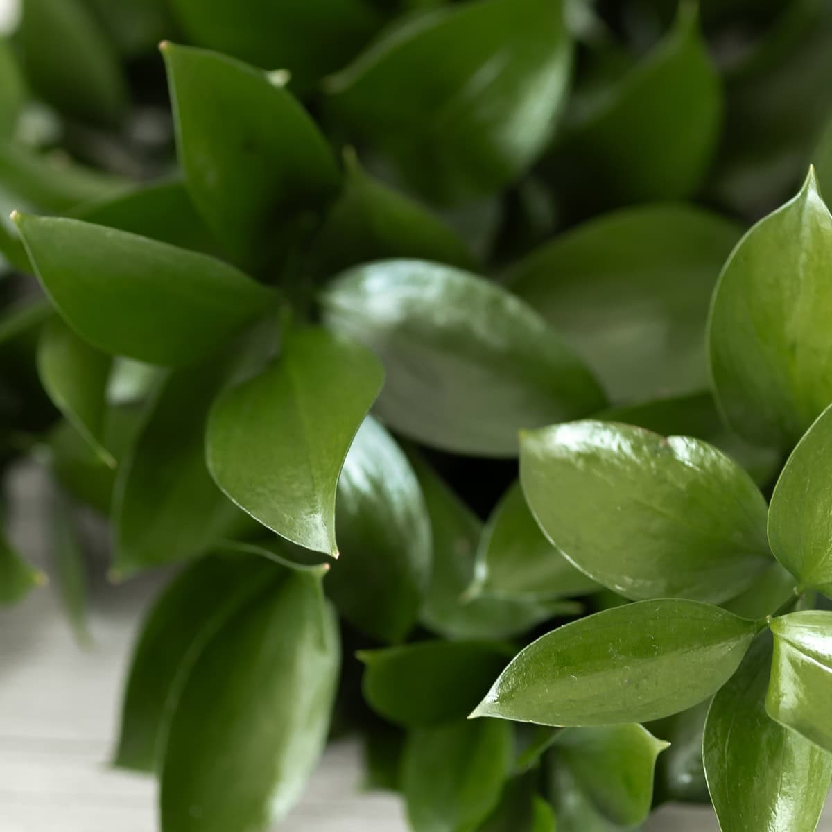 Close-up of Israeli ruscus leaves showing glossy green foliage texture