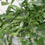 Italian Ruscus – Long Stems