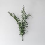 Italian Ruscus – Long Stems