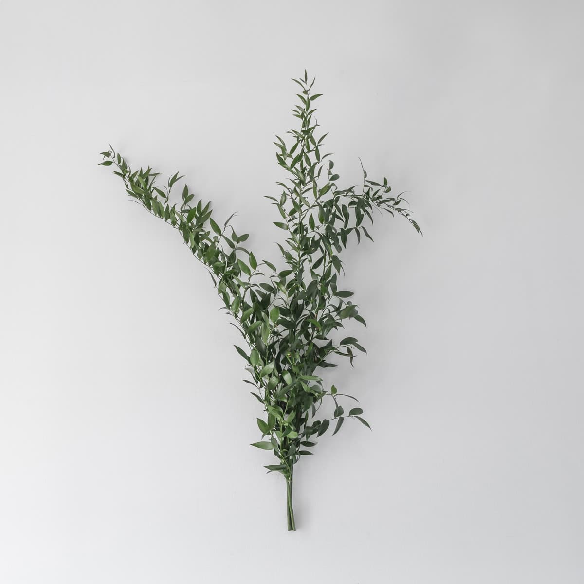 Long Italian ruscus stems with lush green foliage for floral arrangements