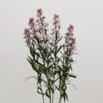 Lavender Mini Asters