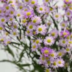 Lavender Mini Asters