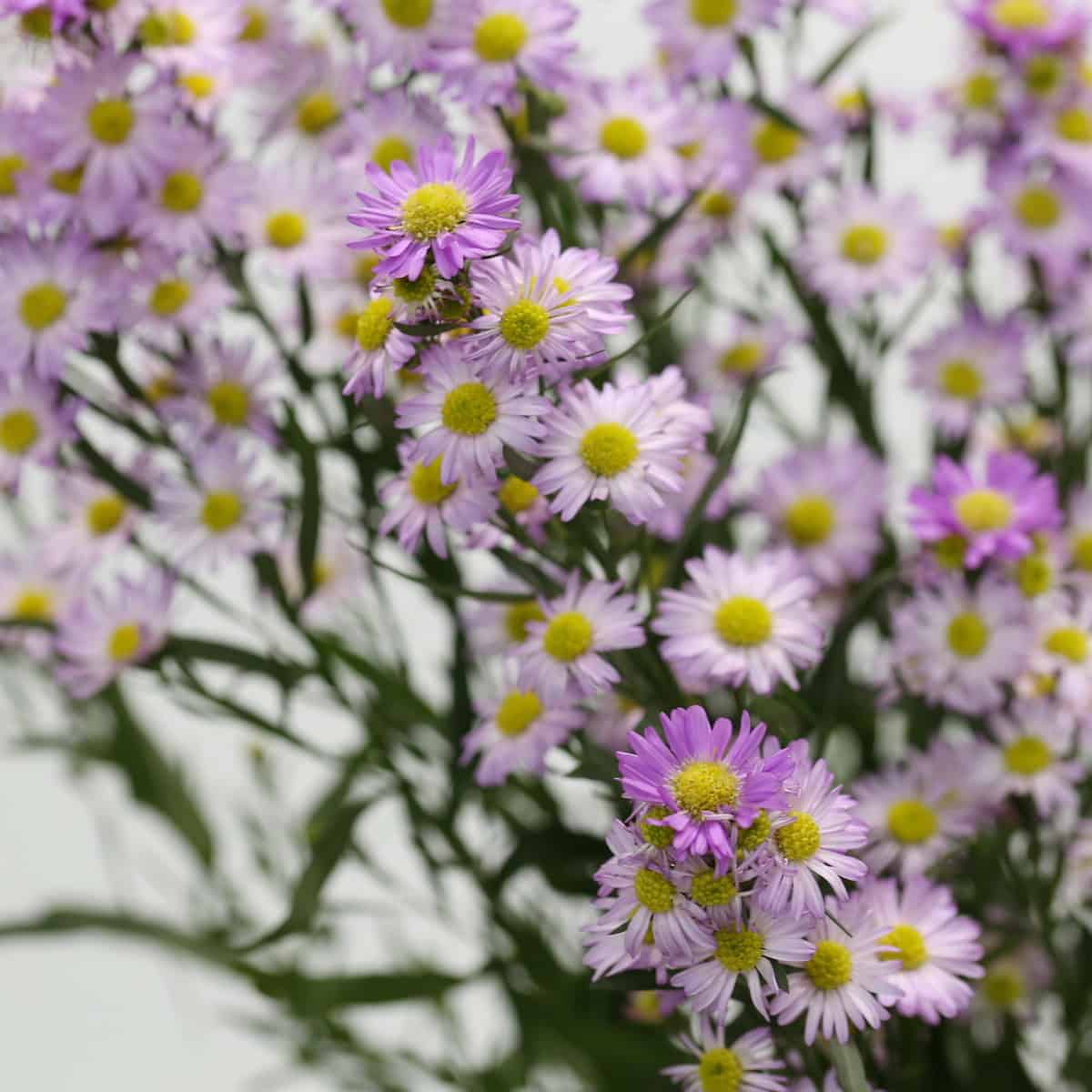 Lavender Mini Asters