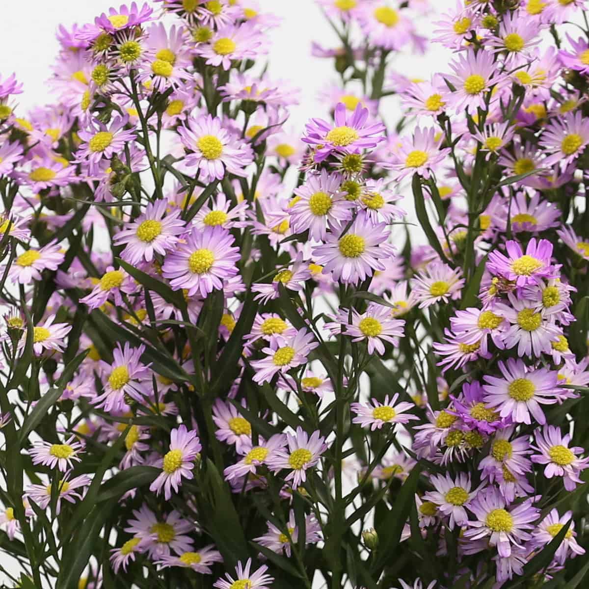 Lavender Mini Asters