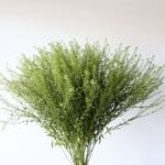 Lepidium (Thlaspi)