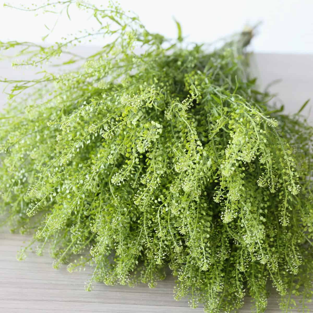 Lepidium (Thlaspi)