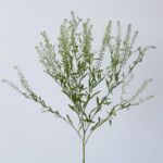 Lepidium (Thlaspi)