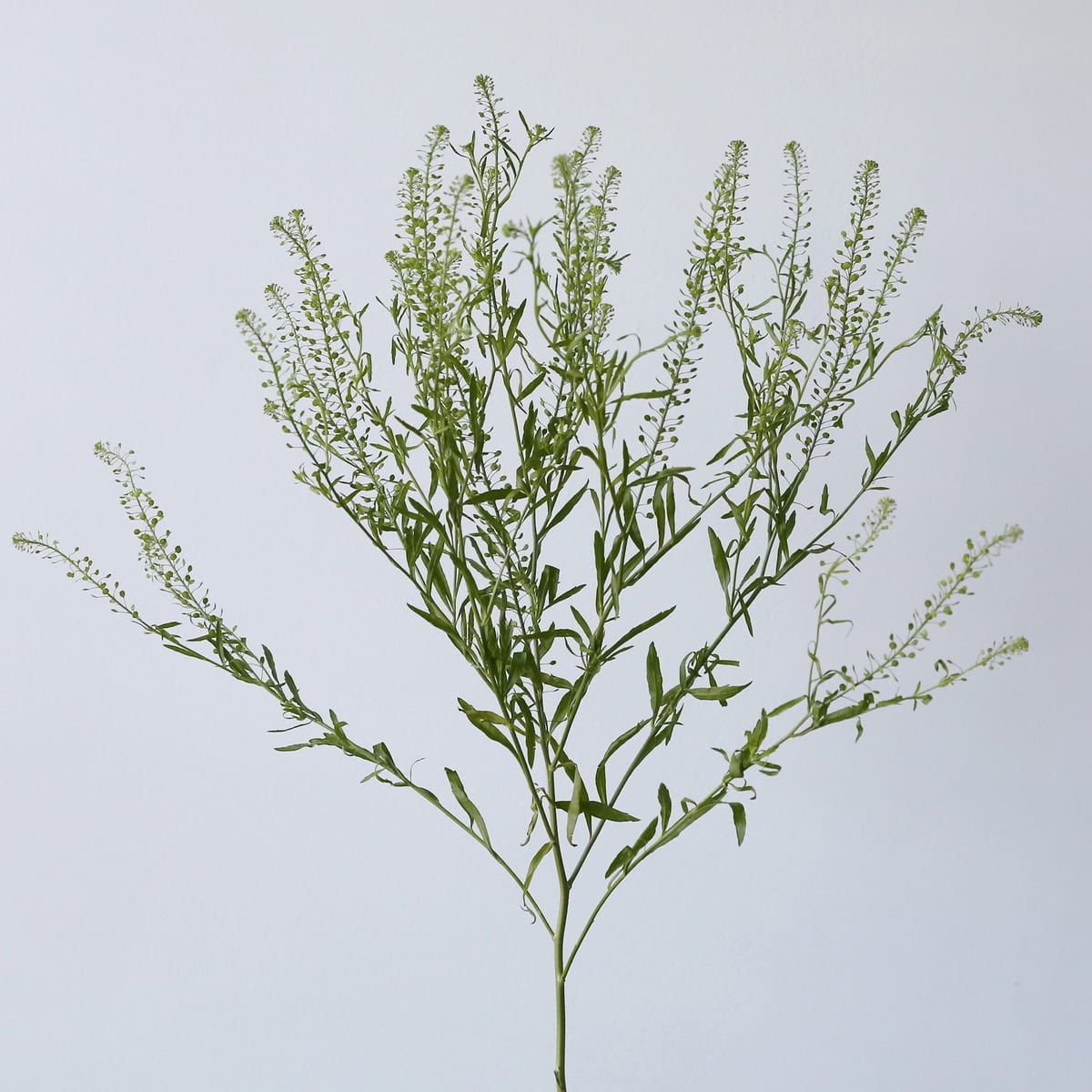 Lepidium (Thlaspi)