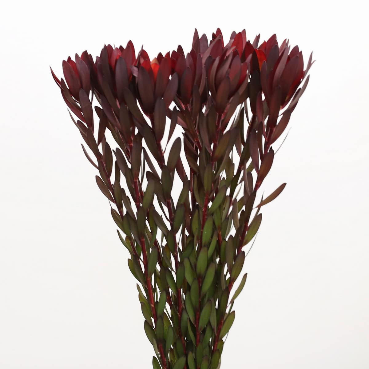 Leucadendron Safari Sunset bunch with red and green stems