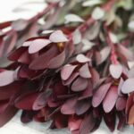 Leucadendron Safari Sunset