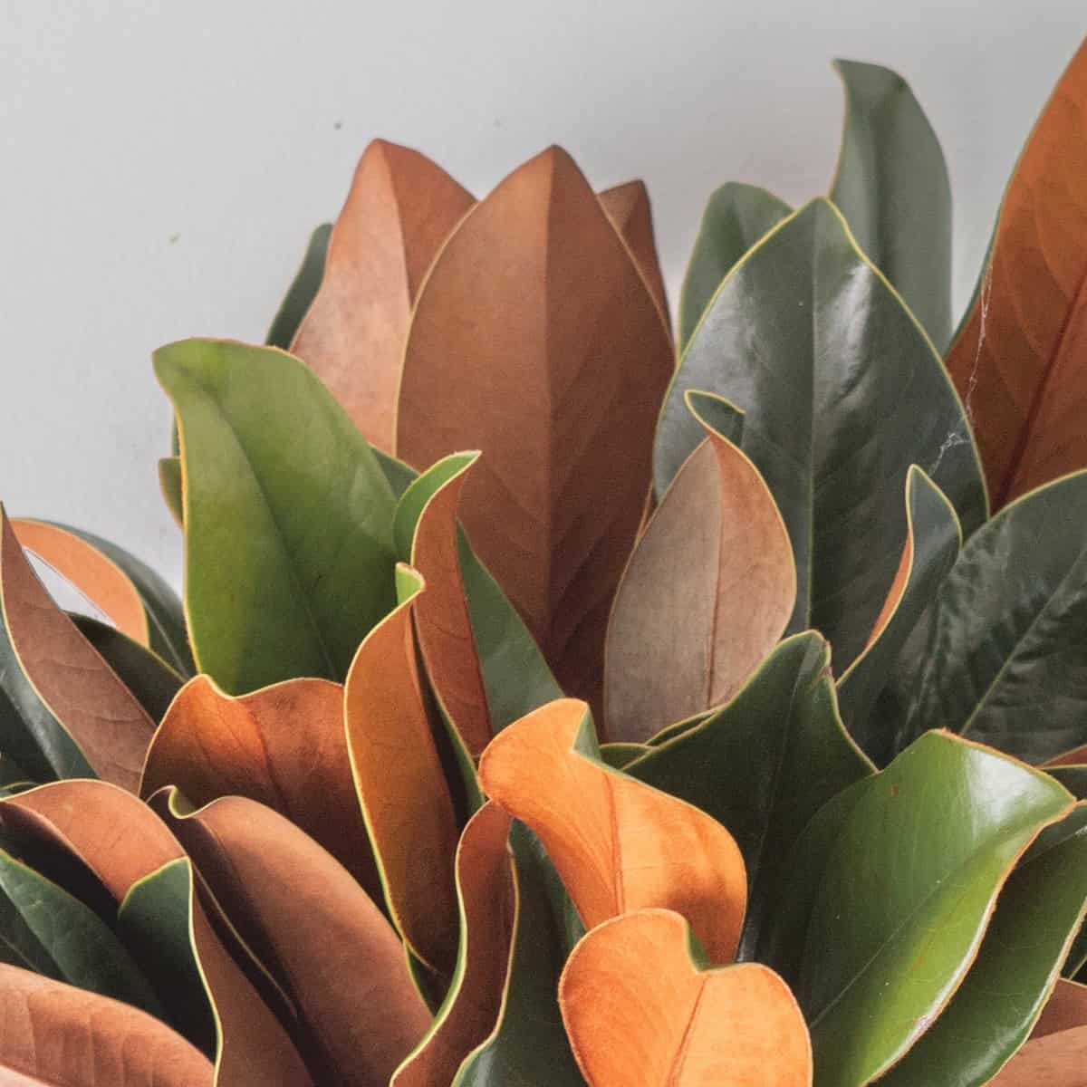 magnolia leaves green and brown close up texture