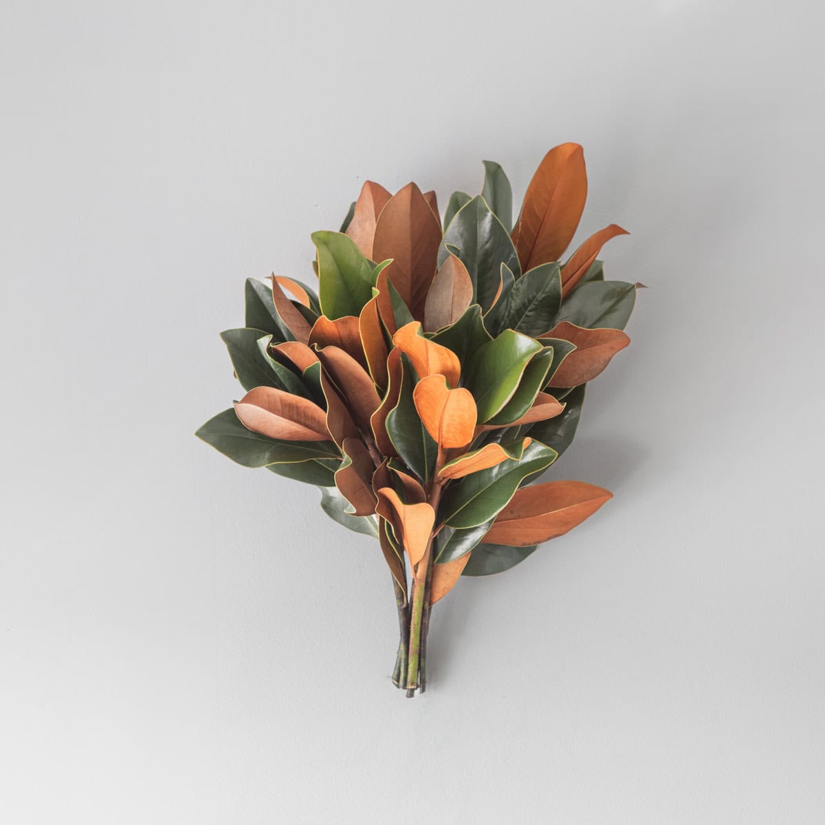 magnolia tips bunch green bronze leaves