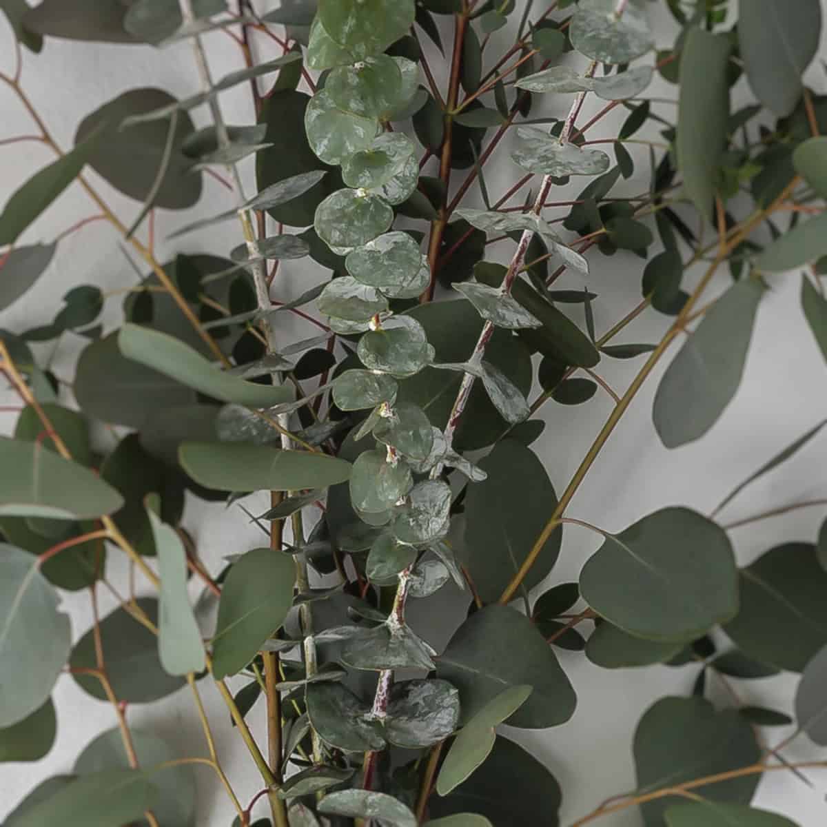 Close-up of mixed eucalyptus stems showing silver dollar and textured eucalyptus leaves