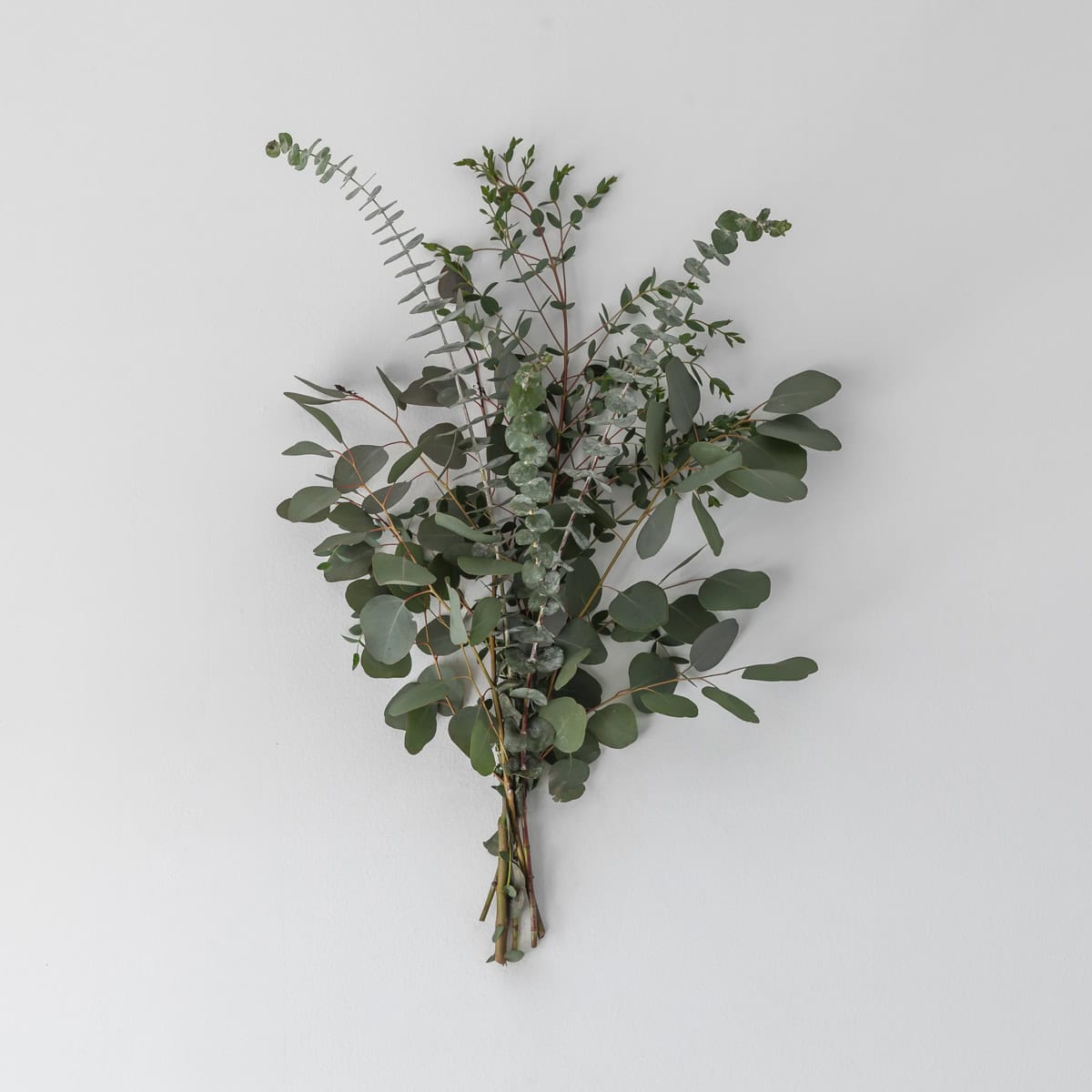 Mixed eucalyptus greens bouquet with silver dollar, parvifolia and true blue eucalyptus stems