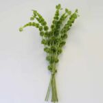 Molucella – Bells of Ireland