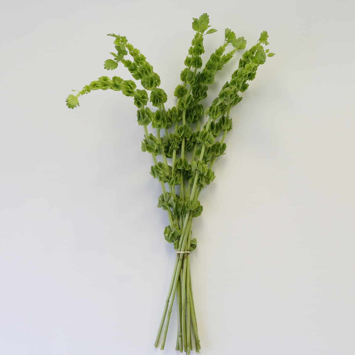 molucella bells of ireland green flower bunch