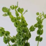 Molucella – Bells of Ireland