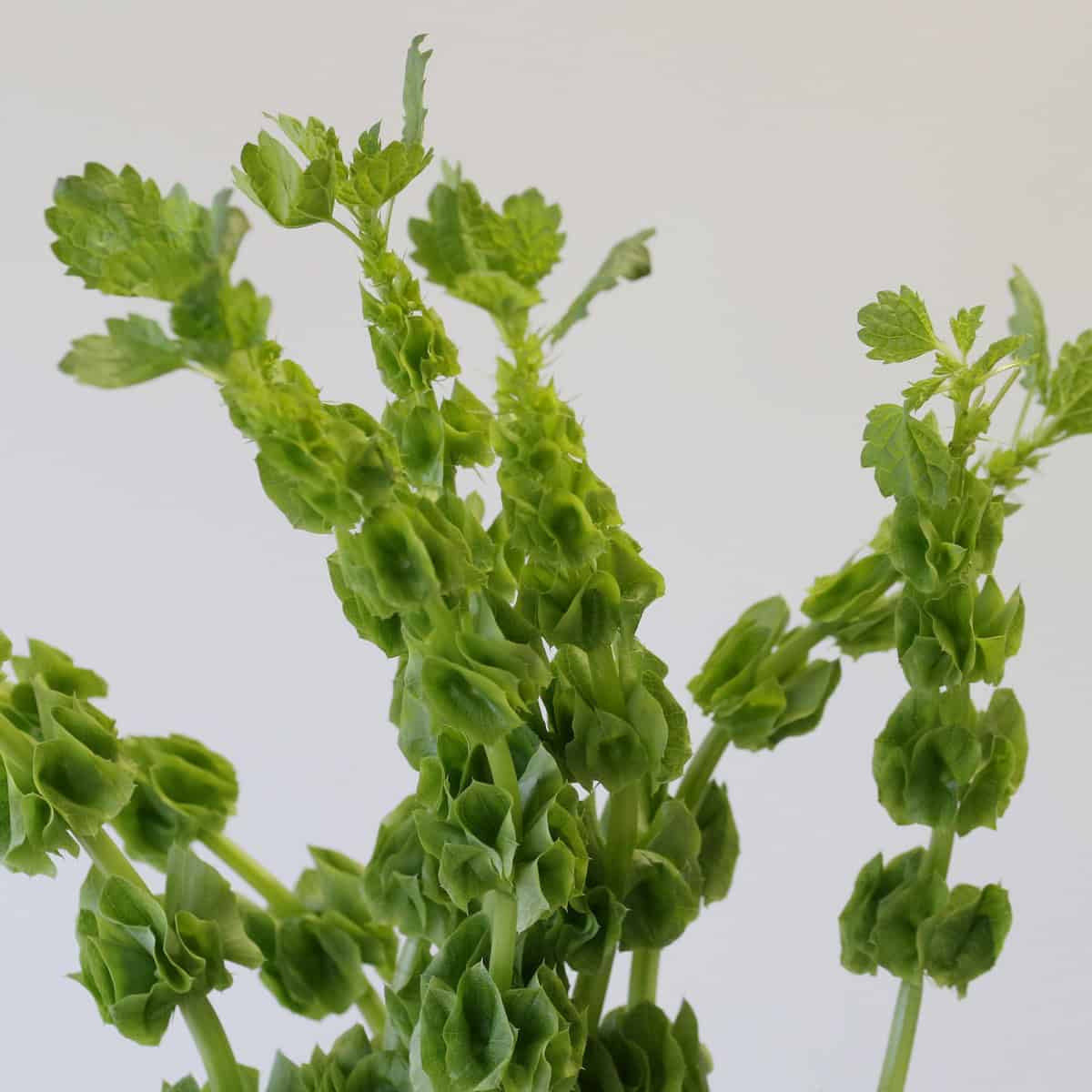 bells of ireland flower green bells close up