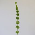 Molucella – Bells of Ireland