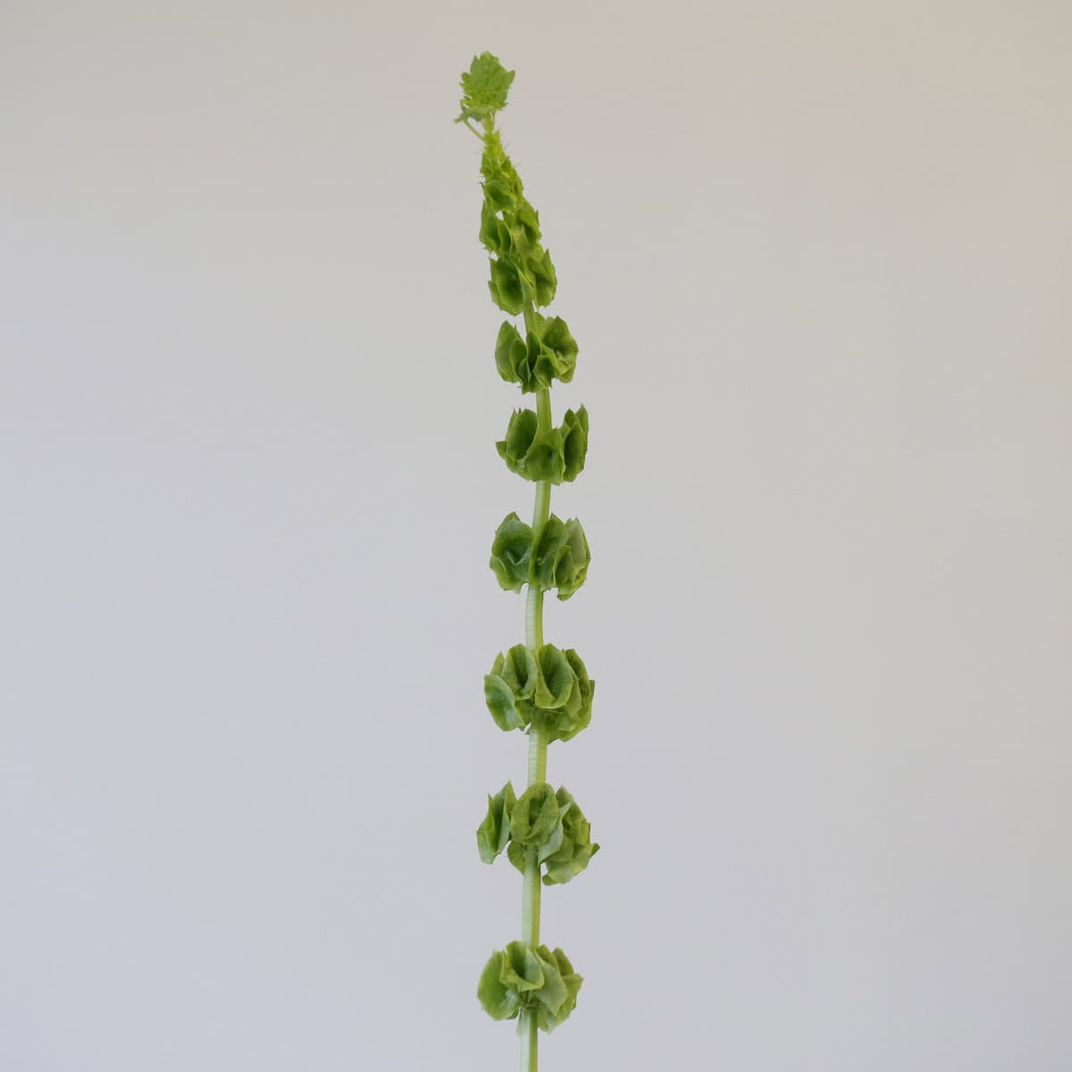 Molucella – Bells of Ireland