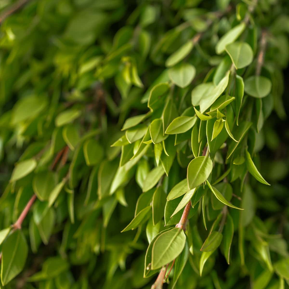 Myrtle Greenery