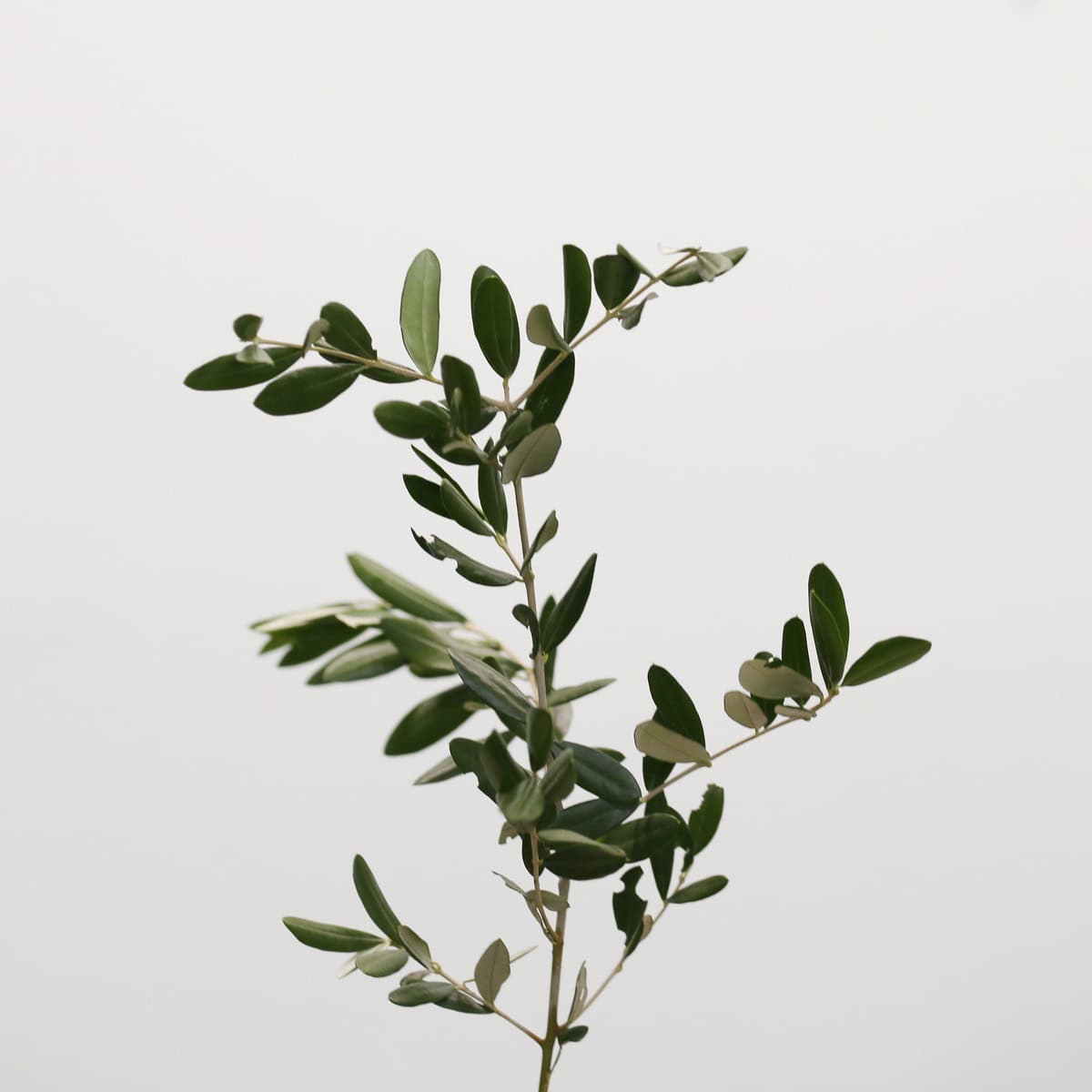 Olive Branches