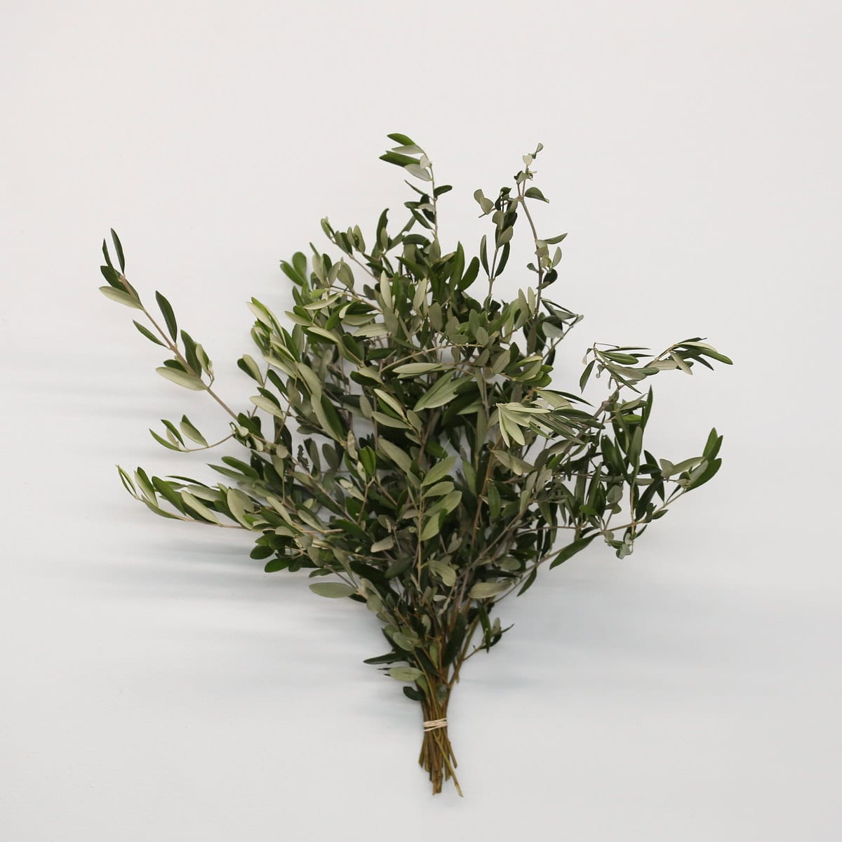 Single olive branch stem for floral design