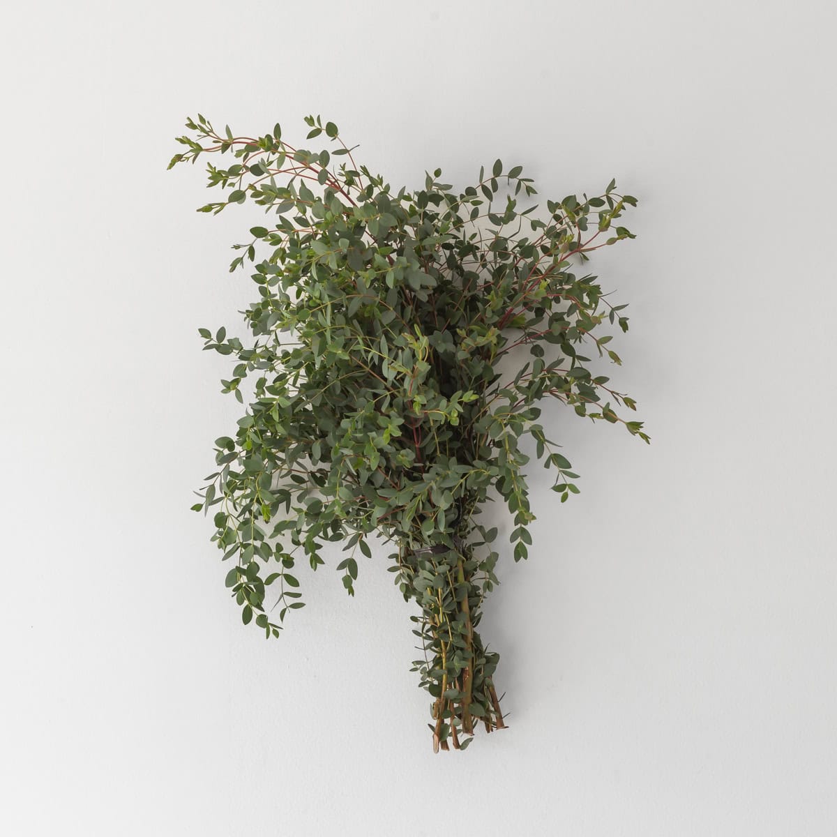 Parvifolia eucalyptus bunch with soft green foliage and thin stems