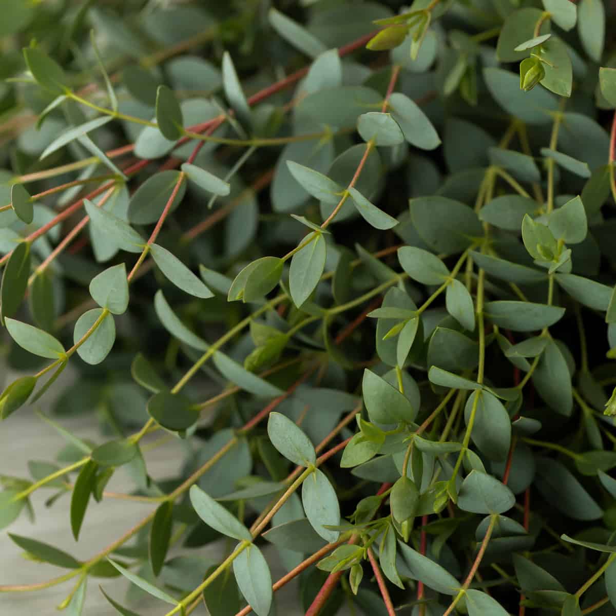 Close-up of parvifolia eucalyptus leaves with fine texture