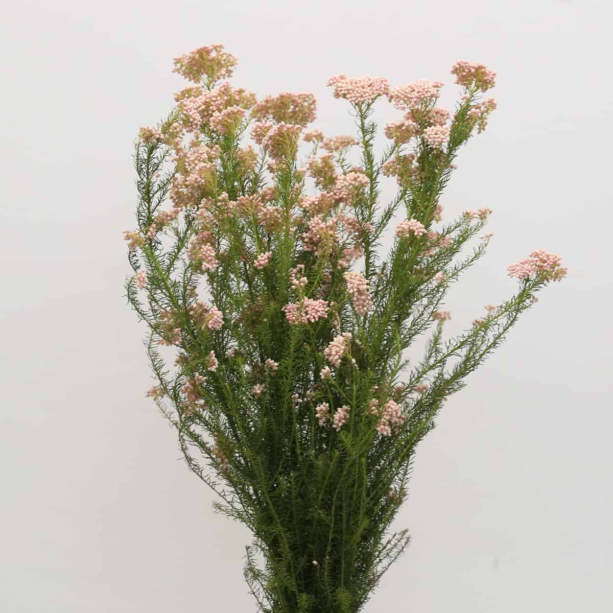 Bunch of pink rice flower stems with soft blush clusters