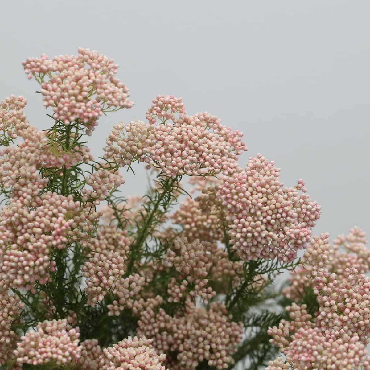 Pink Rice Flower