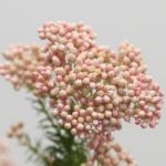 Pink Rice Flower