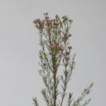 Pink Waxflower