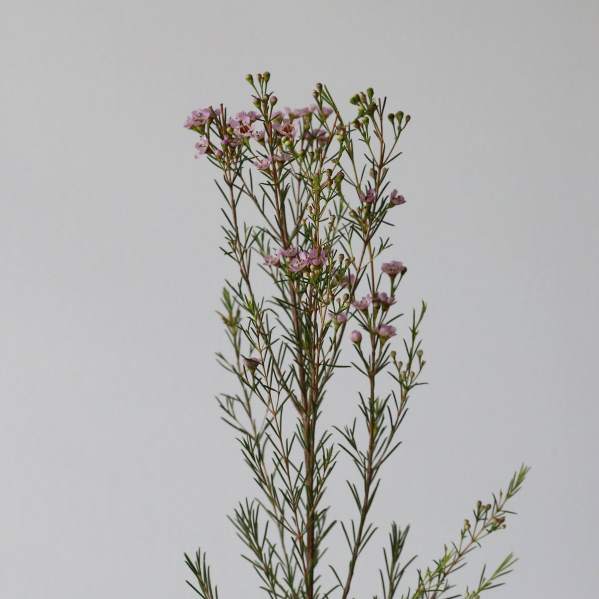 Pink Waxflower