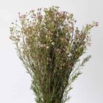 Pink Waxflower