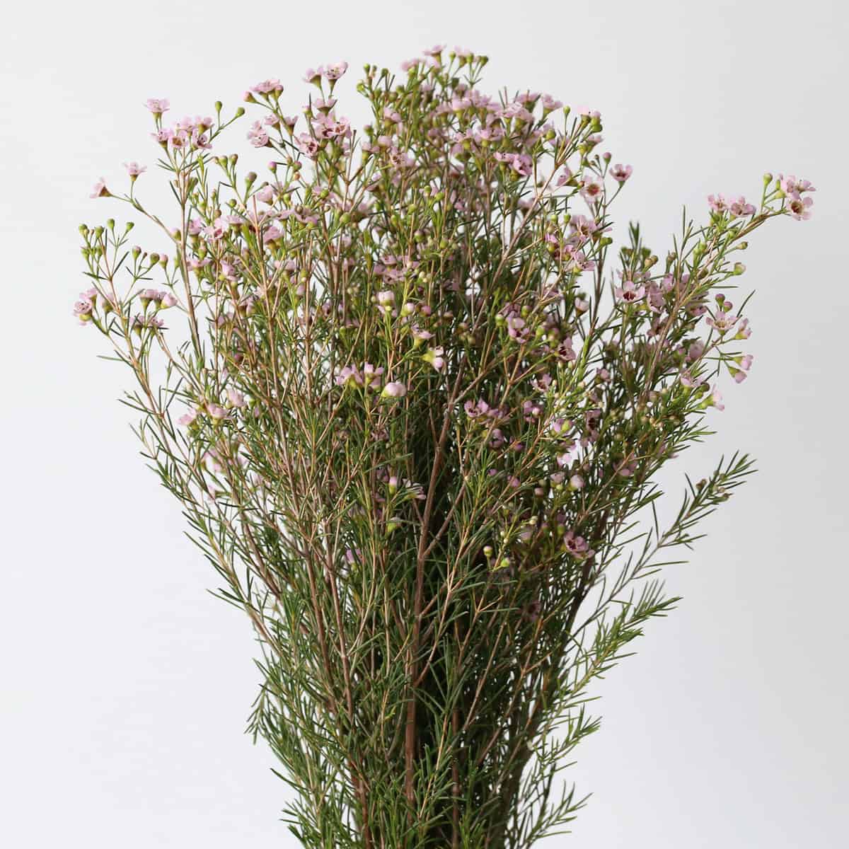 Pink waxflower bunch bulk flowers for weddings