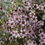 Pink Waxflower