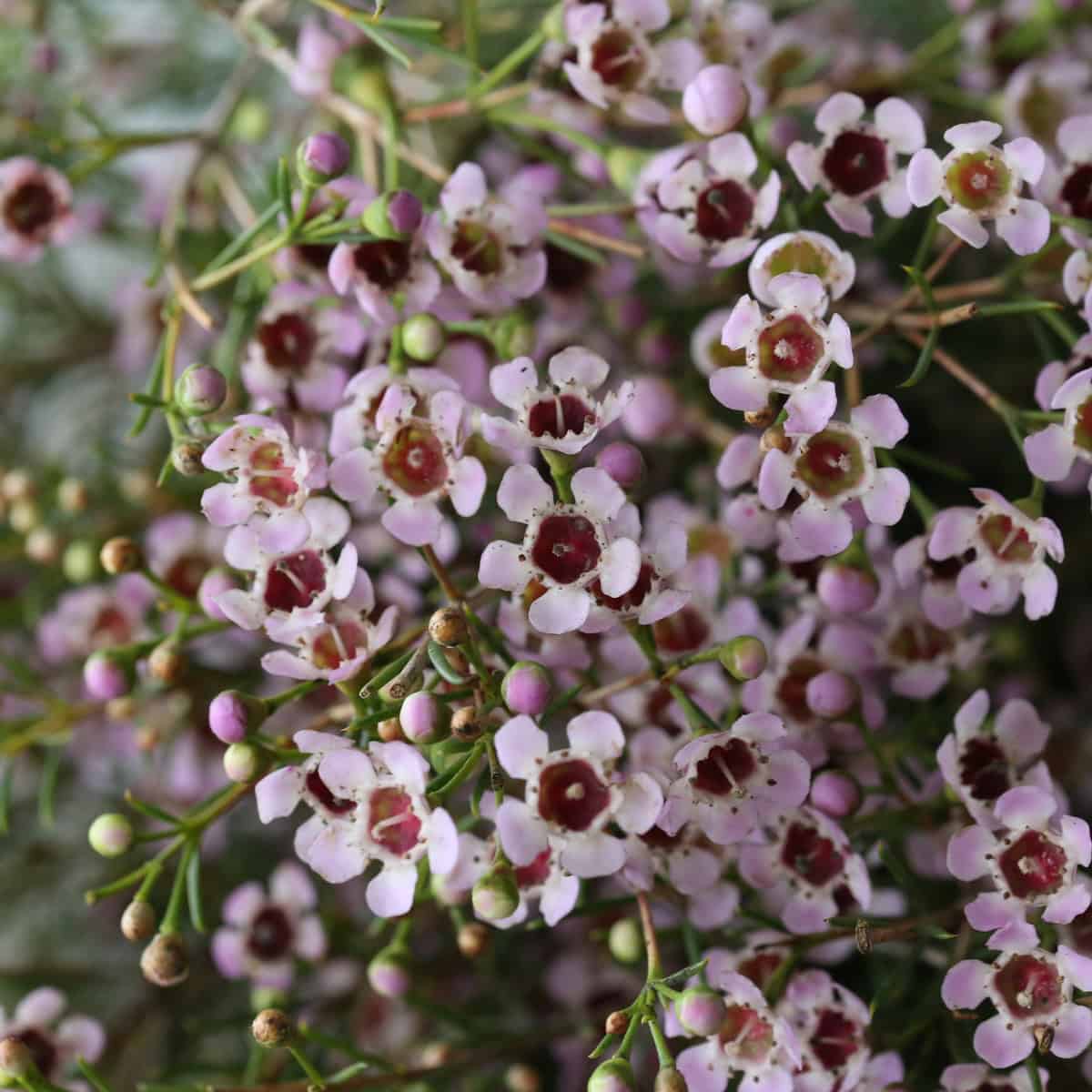 Pink waxflower close up delicate filler flowers